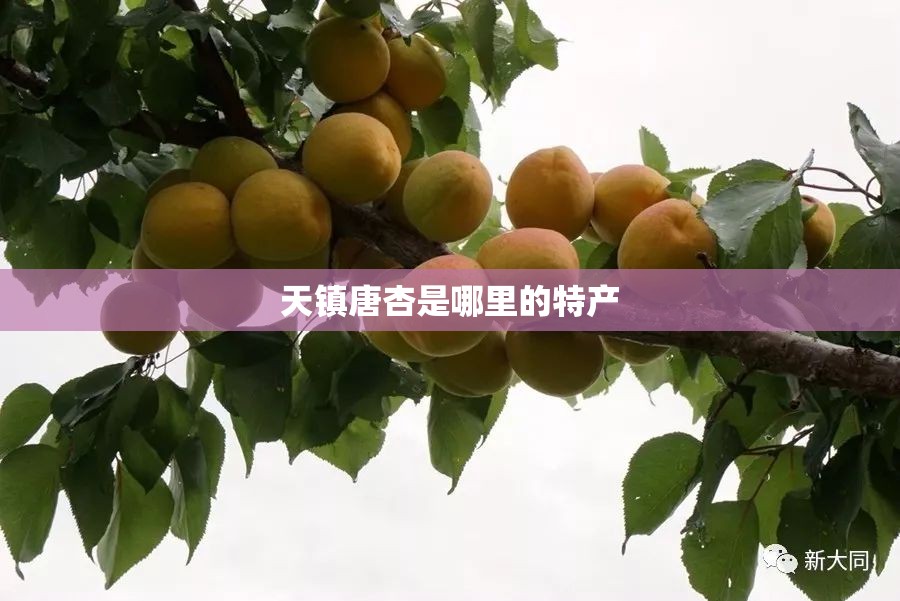 东风标致、206与207有何差异？