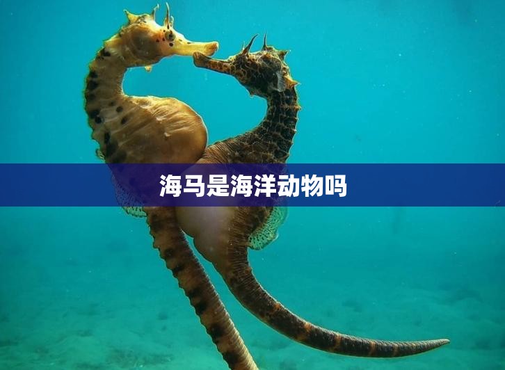 【海马是海洋动物吗,海马是否海洋鱼类】 【海马是海洋动物吗,海马是否海洋鱼类】