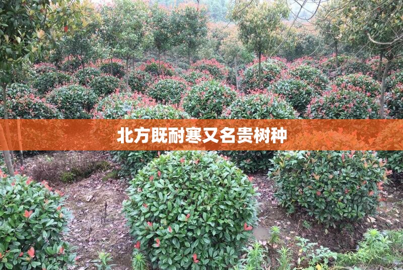 北方既耐寒又名贵树种(北方既耐寒又名贵树种是什么)