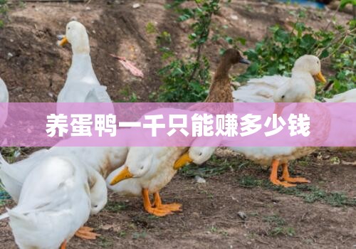养蛋鸭一千只能赚多少钱