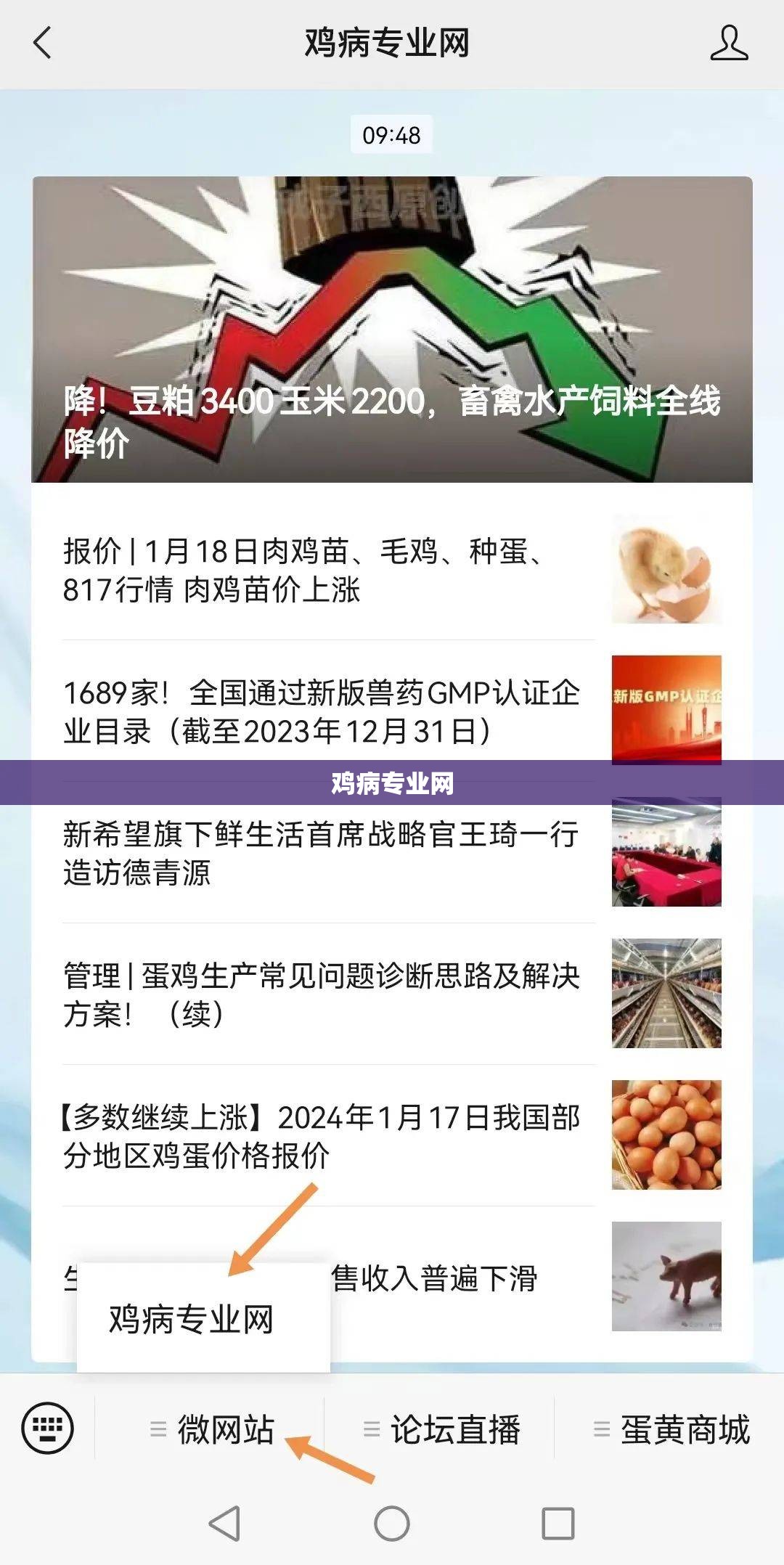 鸡病专业网/鸡病专业网肉鸡行情 鸡病专业网/鸡病专业网肉鸡行情