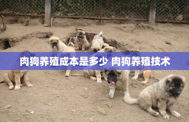 苏力的影响