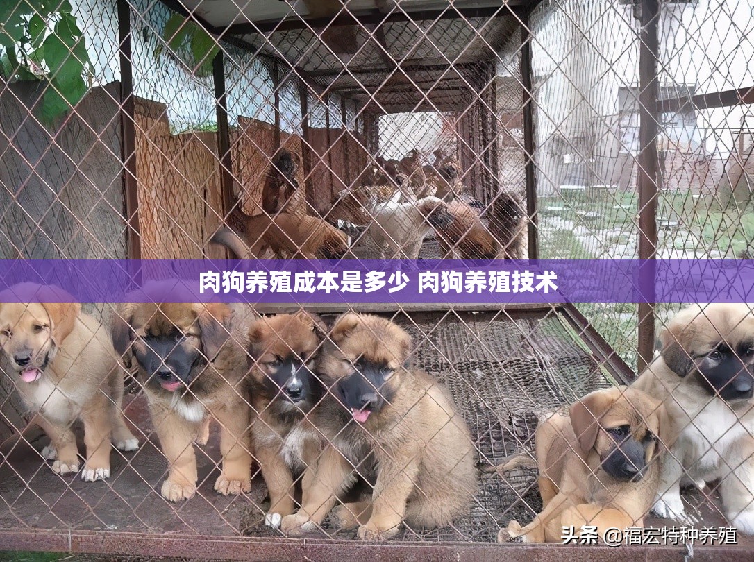 肉狗养殖成本是多少 肉狗养殖技术