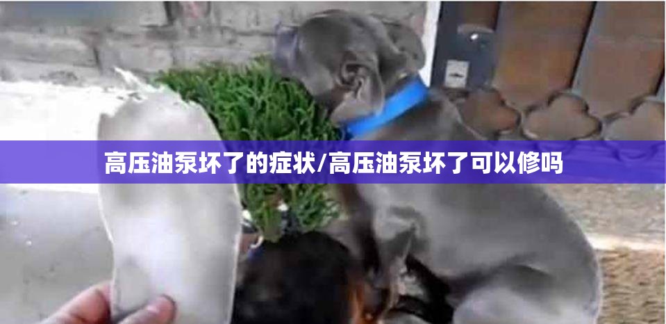 高压油泵坏了的症状/高压油泵坏了可以修吗 高压油泵坏了的症状/高压油泵坏了可以修吗