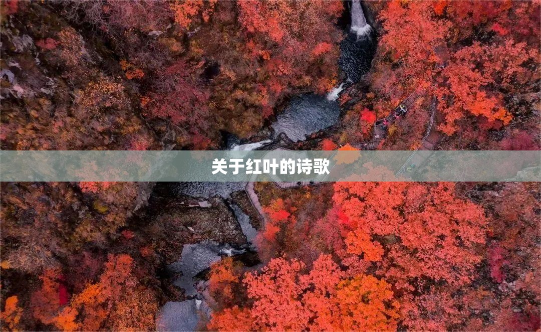 关于红叶的诗歌 关于红叶的诗歌