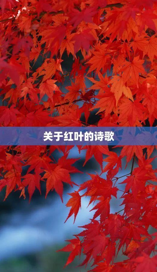 关于红叶的诗歌 关于红叶的诗歌