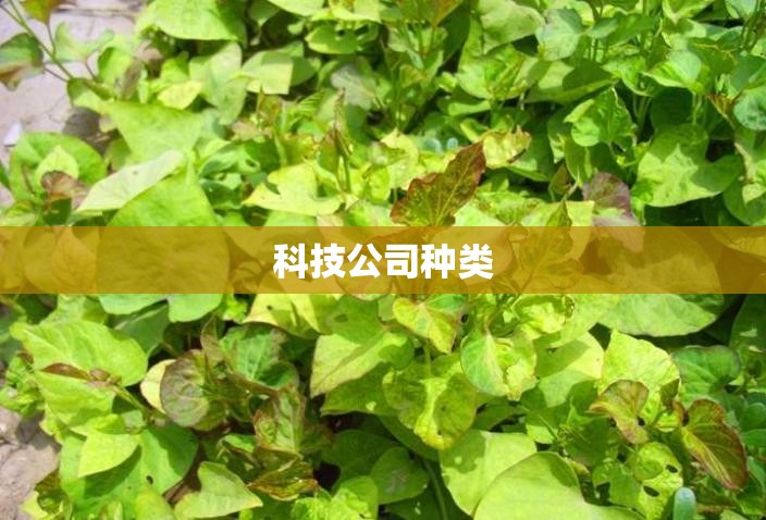 科技公司种类