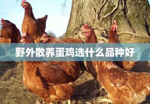 野外散养蛋鸡选什么品种好