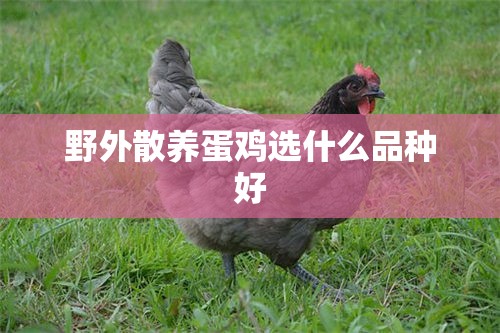 野外散养蛋鸡选什么品种好