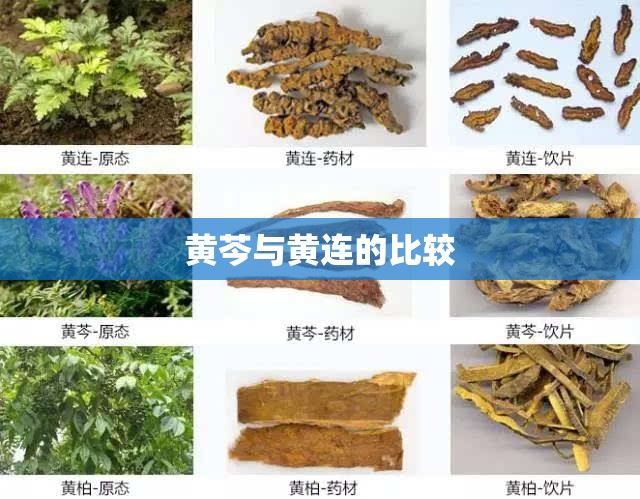 黄芩与黄连的比较 黄芩与黄连的比较