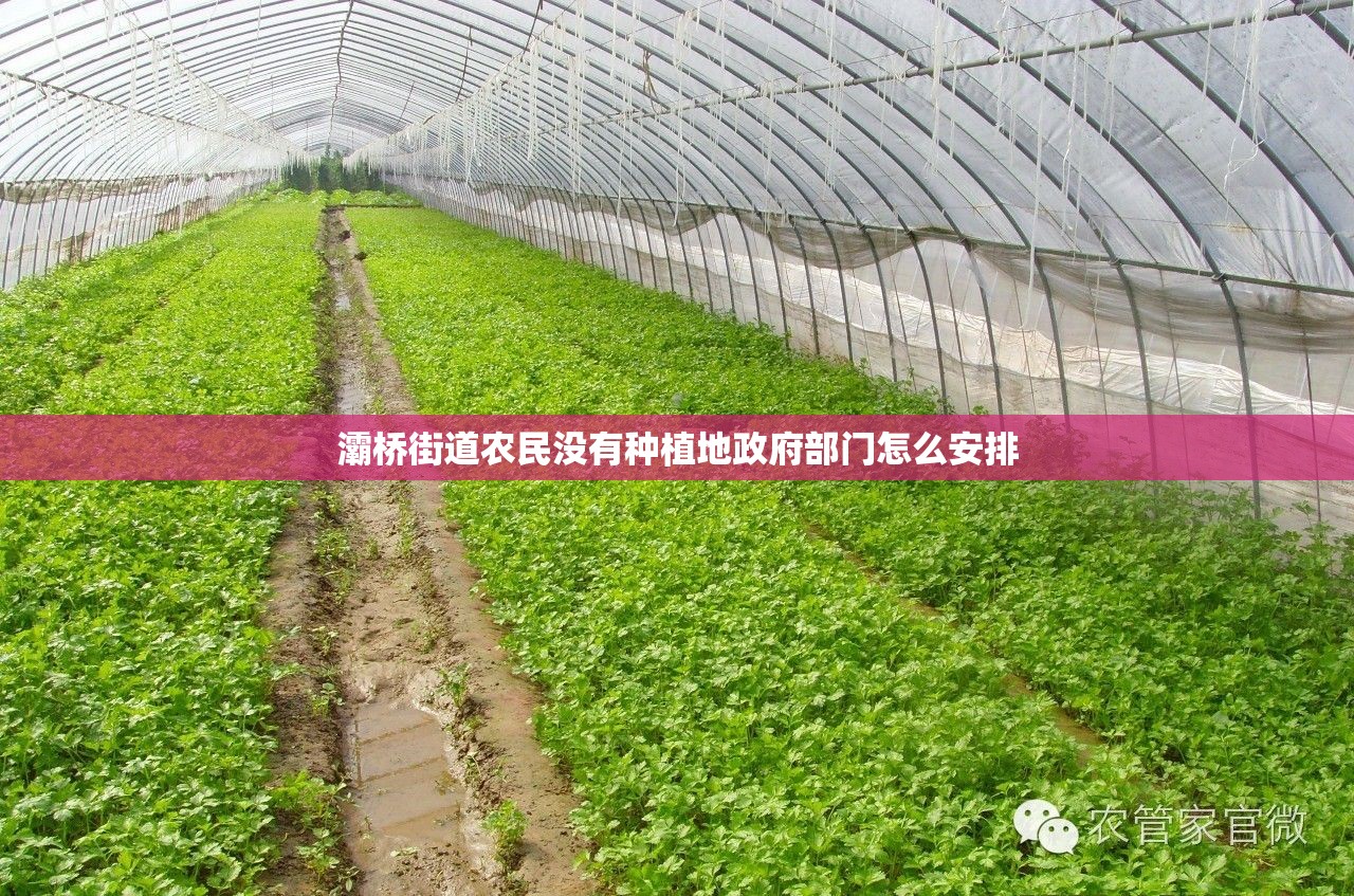 灞桥街道农民没有种植地政府部门怎么安排 灞桥街道农民没有种植地政府部门怎么安排