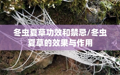冬虫夏草功效和禁忌/冬虫夏草的效果与作用 冬虫夏草功效和禁忌/冬虫夏草的效果与作用