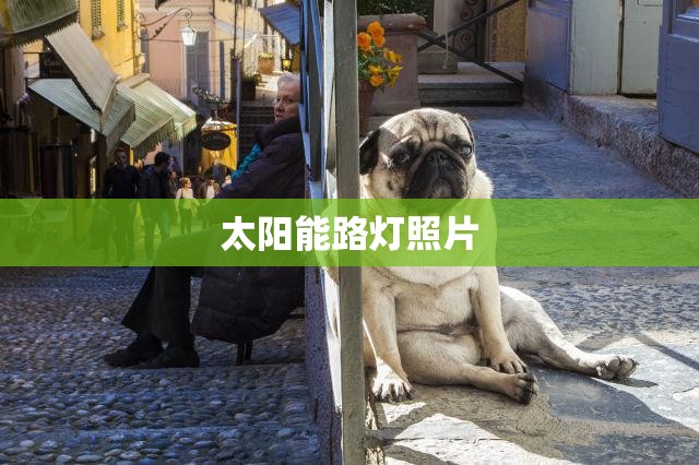 太阳能路灯照片(太阳能路灯的照片) 太阳能路灯照片(太阳能路灯的照片)