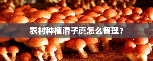 成人用品进货厂家/成人用品进货网