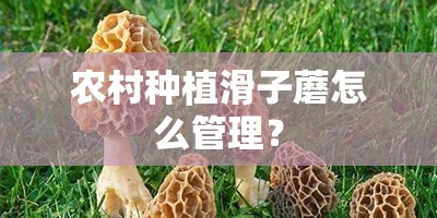农村种植滑子蘑怎么管理? 农村种植滑子蘑怎么管理?
