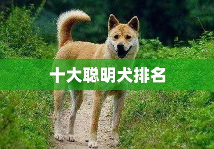 【前十聪明犬排名,前十聪明犬排名图片大全】
