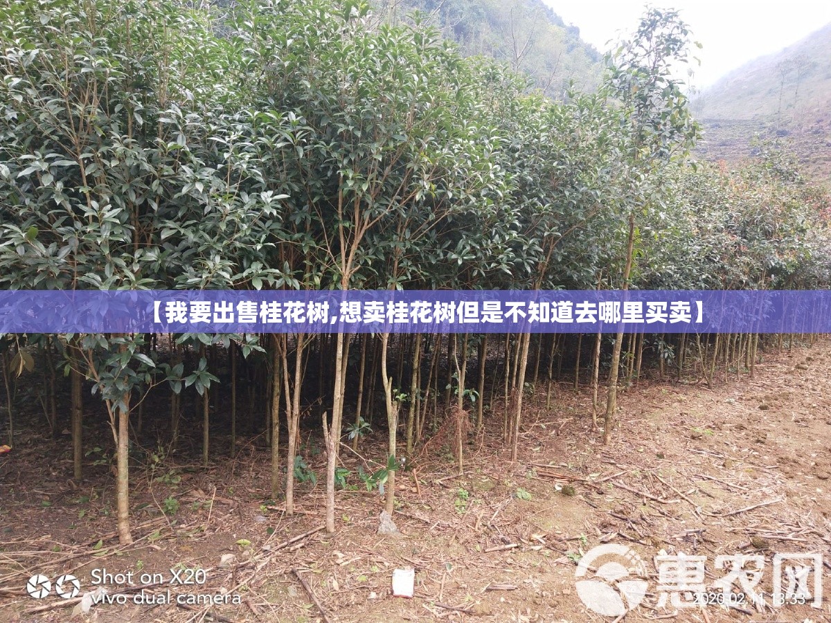 开瑞优胜的车型介绍