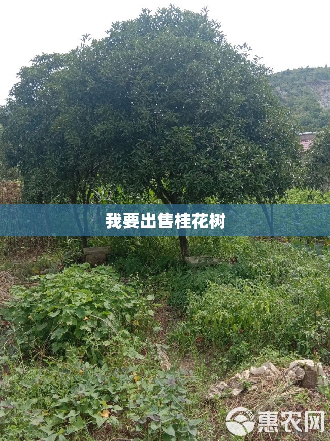 【我要出售桂花树,想卖桂花树但是不知道去哪里买卖】 【我要出售桂花树,想卖桂花树但是不知道去哪里买卖】