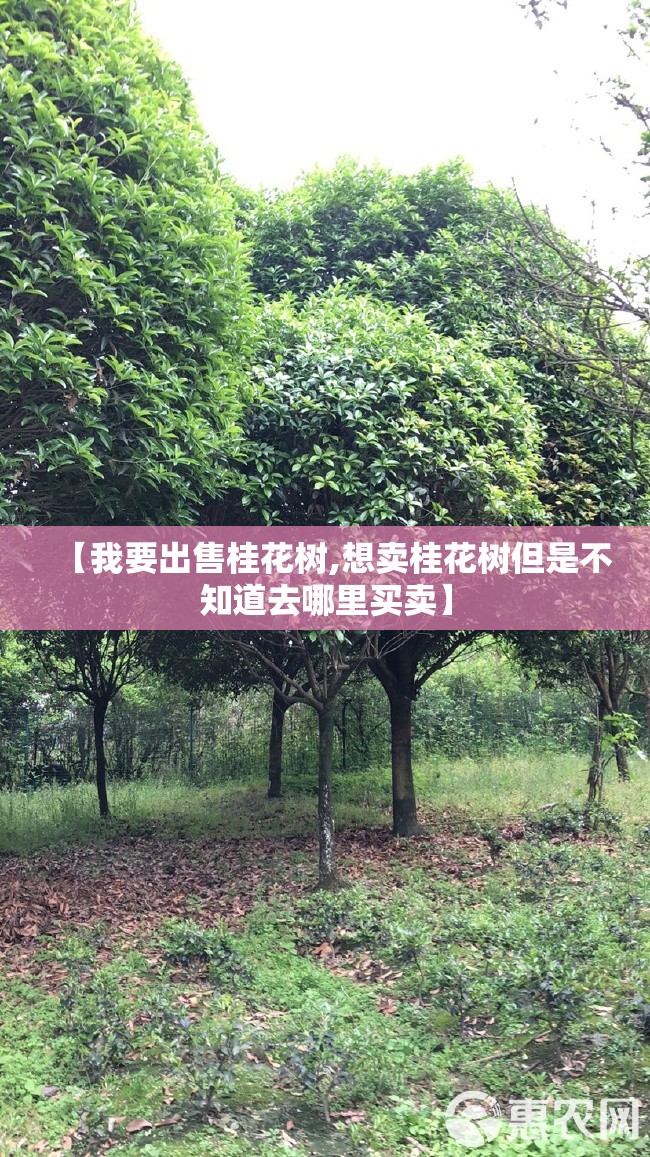 【我要出售桂花树,想卖桂花树但是不知道去哪里买卖】 【我要出售桂花树,想卖桂花树但是不知道去哪里买卖】