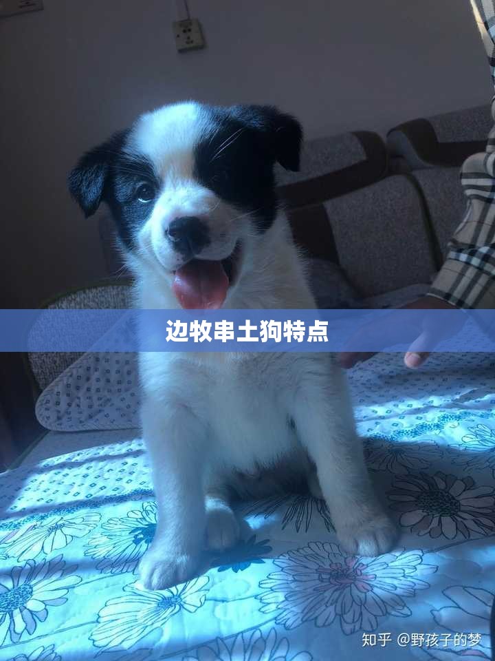 边牧串土狗特点