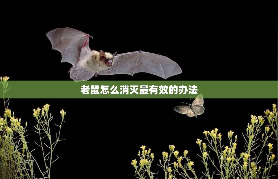 老鼠怎么消灭最有效的办法/老鼠怎么消灭最有效的办法只有一天的时间 老鼠怎么消灭最有效的办法/老鼠怎么消灭最有效的办法只有一天的时间
