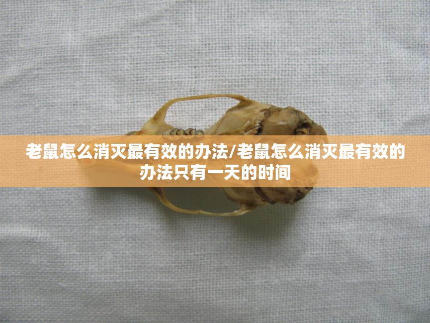 老鼠怎么消灭最有效的办法/老鼠怎么消灭最有效的办法只有一天的时间 老鼠怎么消灭最有效的办法/老鼠怎么消灭最有效的办法只有一天的时间