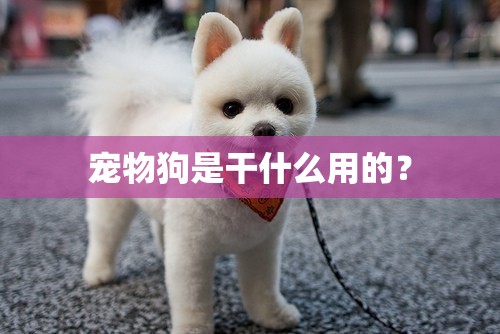 宠物狗是干什么用的? 宠物狗是干什么用的?