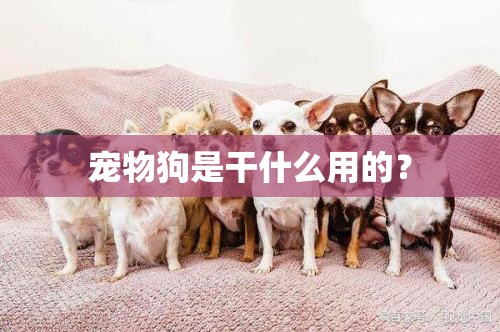宠物狗是干什么用的? 宠物狗是干什么用的?