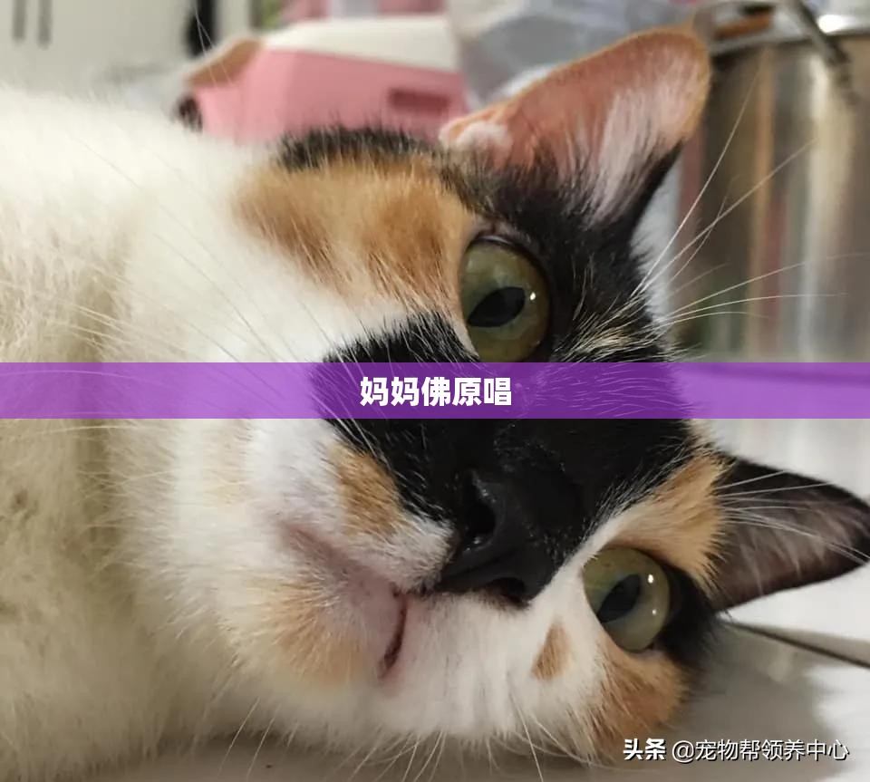30万左右路虎是哪款