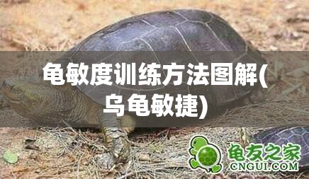 龟敏度训练方法图解(乌龟敏捷)