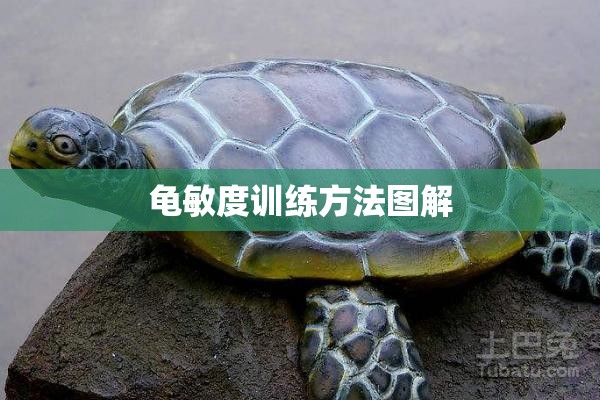 龟敏度训练方法图解(乌龟敏捷)