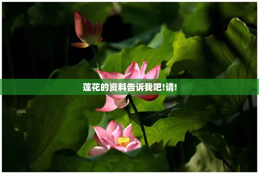 莲花的资料告诉我吧!请! 莲花的资料告诉我吧!请!