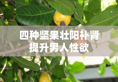 四种坚果壮阳补肾提升男人性欲 四种坚果壮阳补肾提升男人性欲