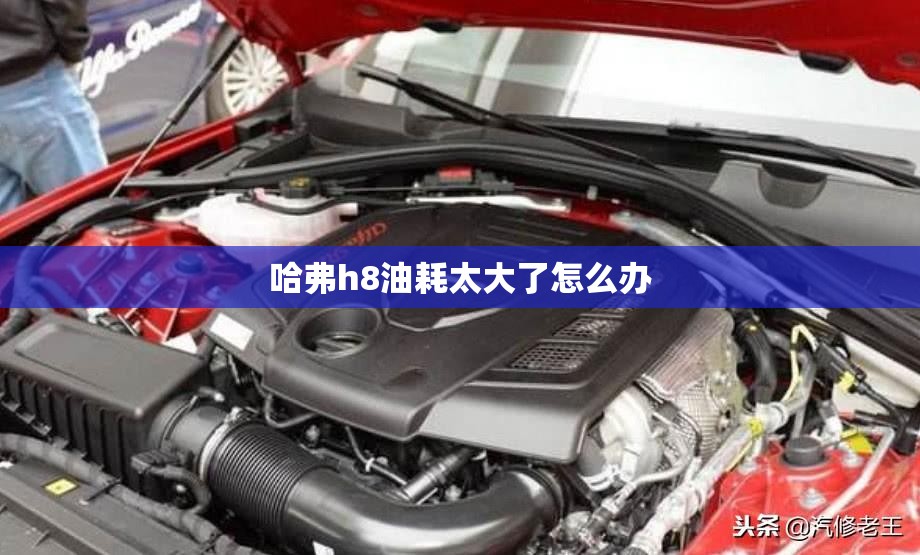 波龙和澳龙哪个档次高(澳龙比较好吃的5种做法)