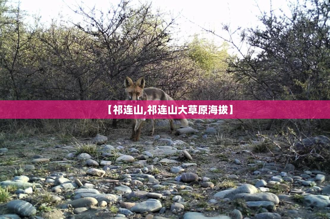 【祁连山,祁连山大草原海拔】 【祁连山,祁连山大草原海拔】