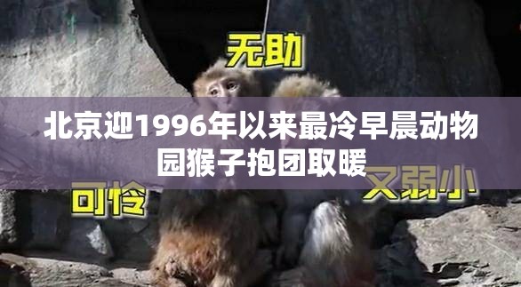 北京迎1996年以来最冷早晨动物园猴子抱团取暖