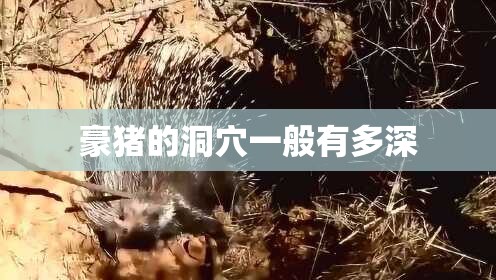 豪猪的洞穴一般有多深