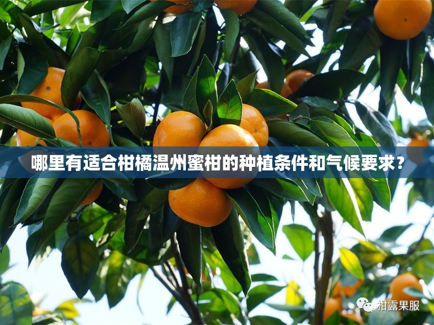 全球十大顶级越野房车_1