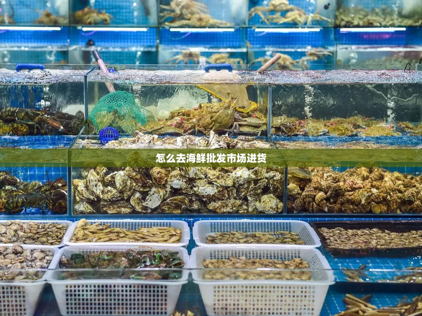 怎么去海鲜批发市场进货
