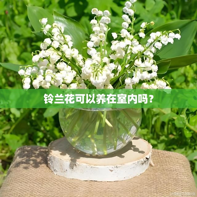 铃兰花可以养在室内吗？