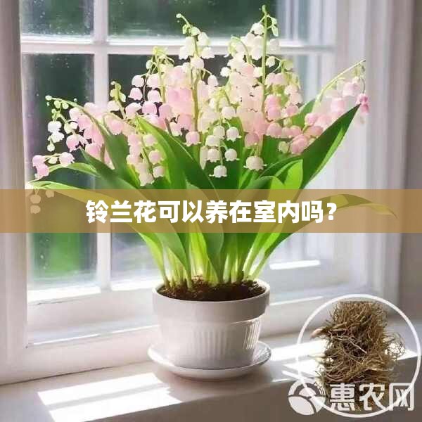 铃兰花可以养在室内吗？