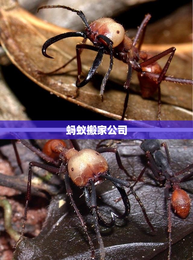 蚂蚁搬家公司(蚂蚁搬家公司电话附近电话号码?)