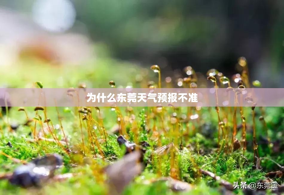 电动升降桩的费用及厂家/200公斤小型升降机