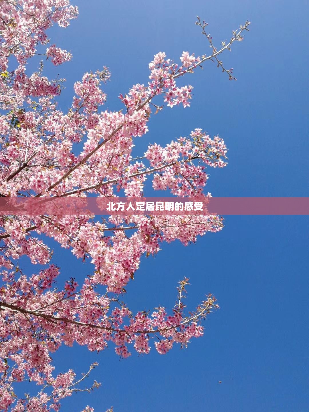 北方人定居昆明的感受
