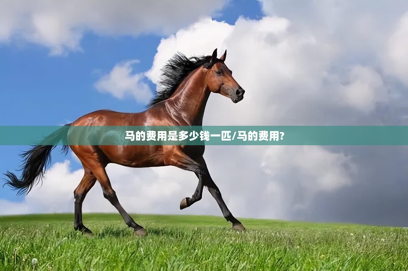 马的费用是多少钱一匹/马的费用?