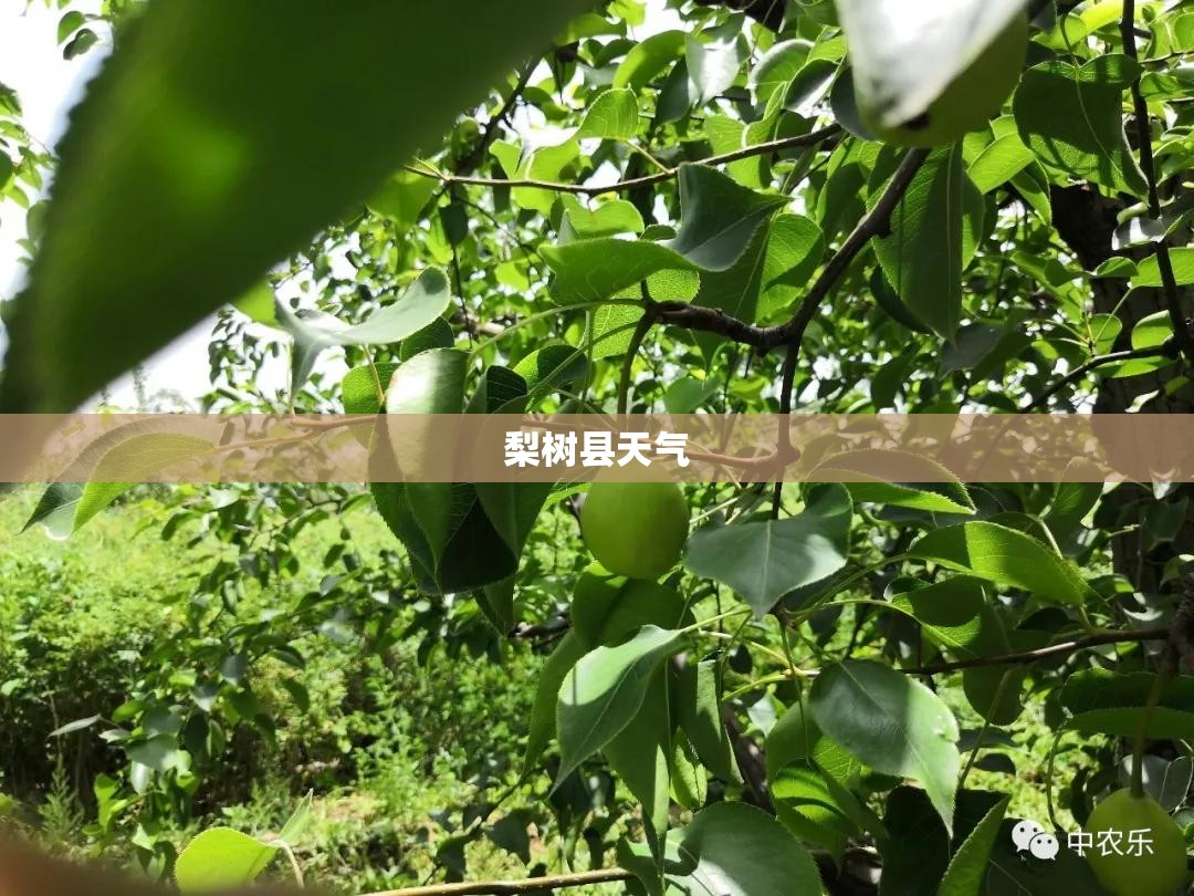 千足金和足金的回收价格是多少-
