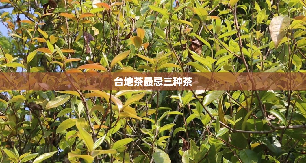 pe给水管厂家电话/pe给水管材厂家
